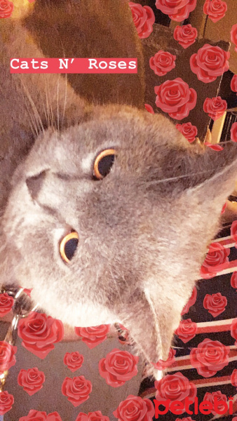 British Shorthair, Kedi  Leon fotoğrafı