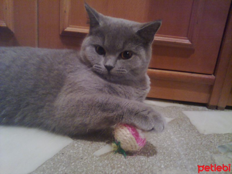 British Shorthair, Kedi  Safir fotoğrafı
