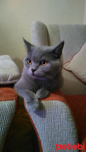 British Shorthair, Kedi  Safir fotoğrafı