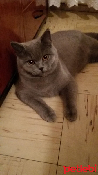 British Shorthair, Kedi  Safir fotoğrafı