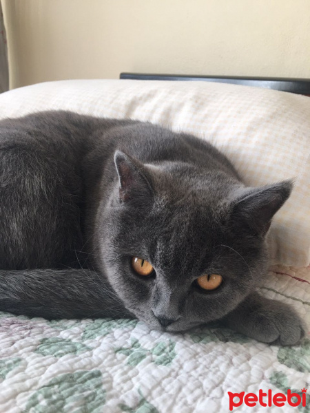 British Shorthair, Kedi  Safir fotoğrafı