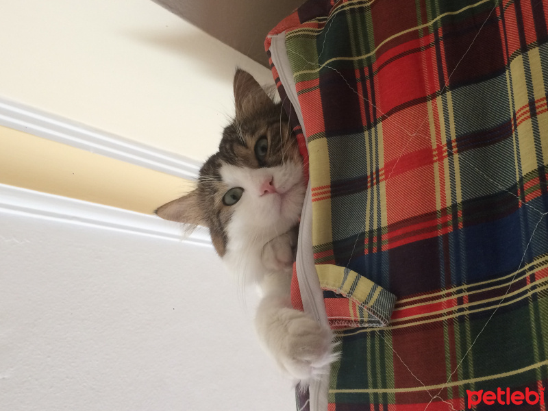 Tekir Kedi, Kedi  frank fotoğrafı