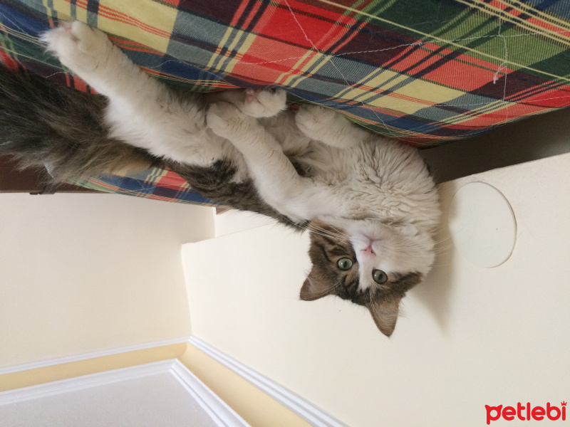 Tekir Kedi, Kedi  frank fotoğrafı