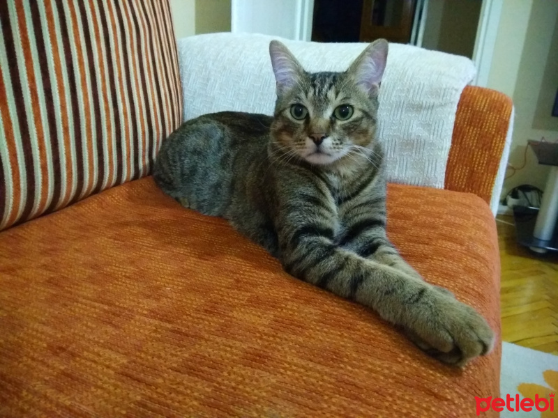 Tekir Kedi, Kedi  Atlas fotoğrafı