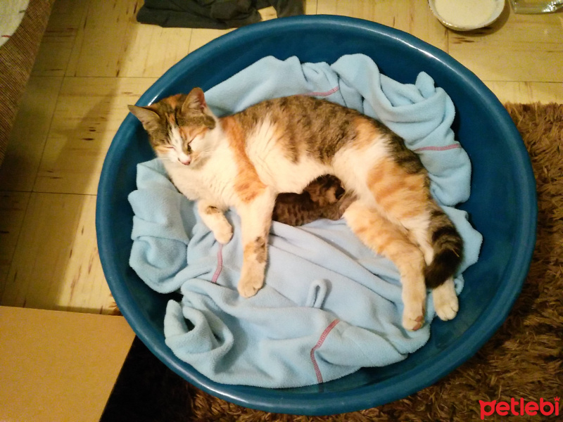 Tekir Kedi, Kedi  Atlas fotoğrafı