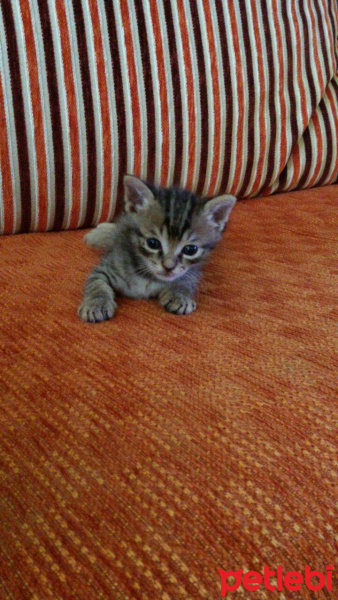 Tekir Kedi, Kedi  Atlas fotoğrafı