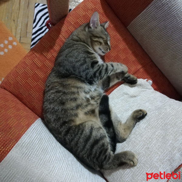 Tekir Kedi, Kedi  Atlas fotoğrafı