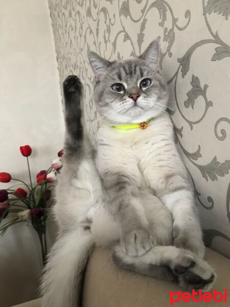 Scottish Fold, Kedi  Balım fotoğrafı