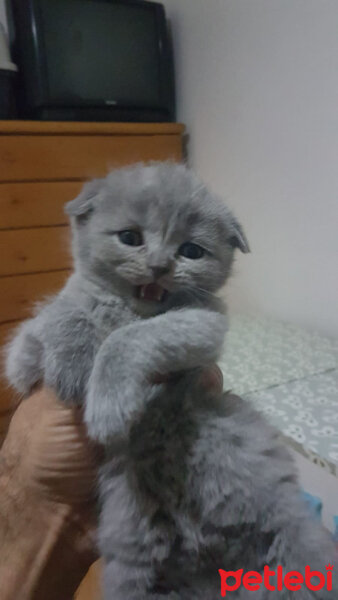 Scottish Fold, Kedi  Balım fotoğrafı