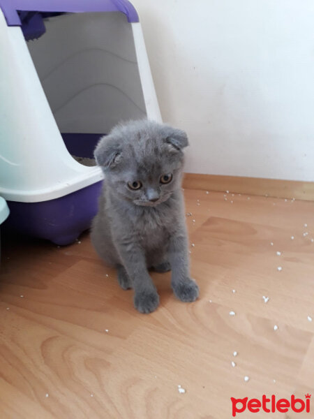 Scottish Fold, Kedi  Balım fotoğrafı