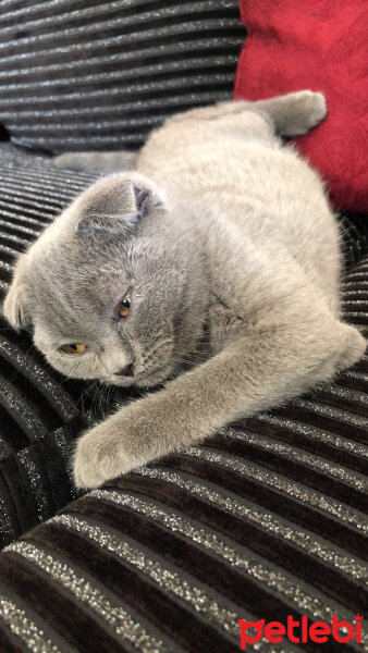 Scottish Fold, Kedi  Balım fotoğrafı