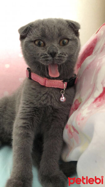 Scottish Fold, Kedi  Balım fotoğrafı