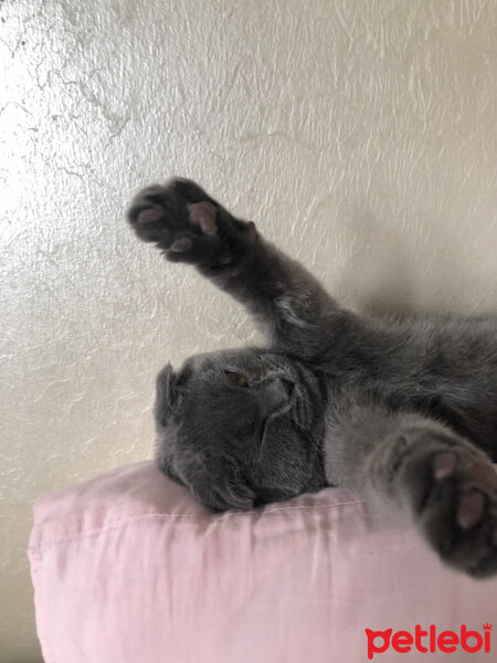 Scottish Fold, Kedi  Balım fotoğrafı