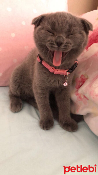 Scottish Fold, Kedi  Balım fotoğrafı