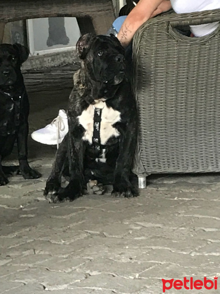 Cane Corso Italiano, Köpek  Paşa fotoğrafı