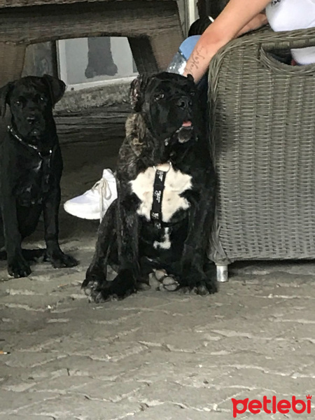 Cane Corso Italiano, Köpek  Paşa fotoğrafı