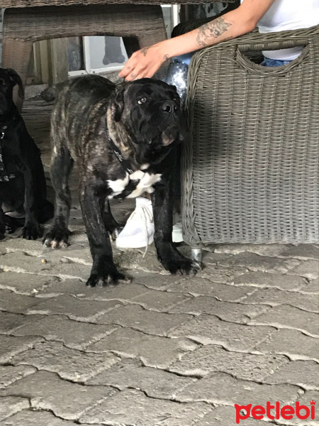 Cane Corso Italiano, Köpek  Paşa fotoğrafı