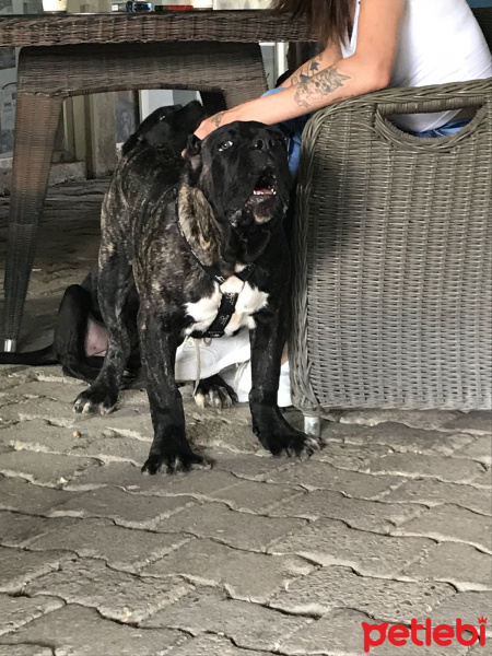 Cane Corso Italiano, Köpek  Paşa fotoğrafı
