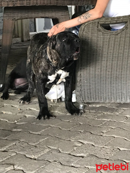 Cane Corso Italiano, Köpek  Paşa fotoğrafı