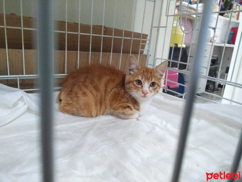 Tekir Kedi, Kedi  Karamel fotoğrafı