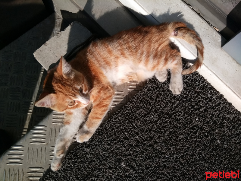 Tekir Kedi, Kedi  Karamel fotoğrafı