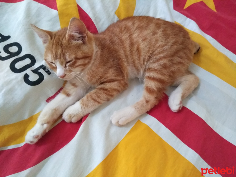 Tekir Kedi, Kedi  Karamel fotoğrafı