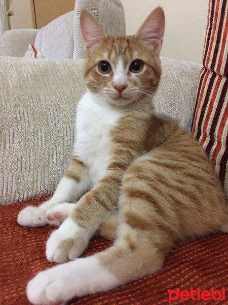Tekir Kedi, Kedi  Karamel fotoğrafı
