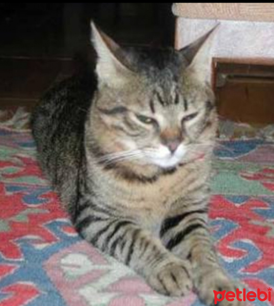 Tekir Kedi, Kedi  Miyav fotoğrafı