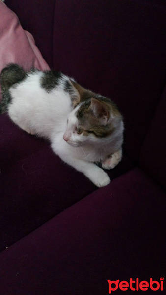 Tekir Kedi, Kedi  Maya fotoğrafı