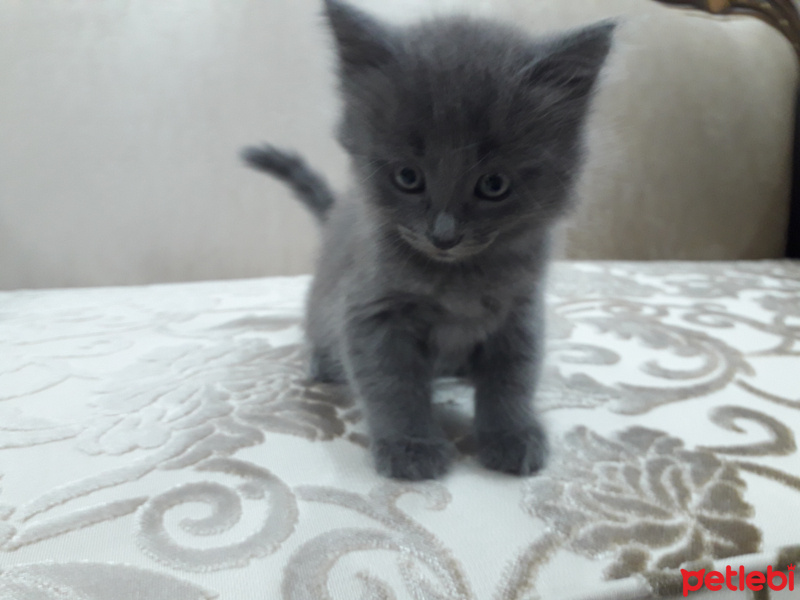 Siyam Kedisi, Kedi  Pofı fotoğrafı