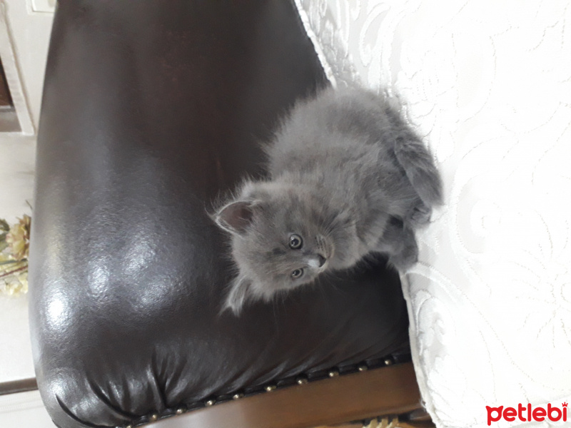 Siyam Kedisi, Kedi  Pofı fotoğrafı