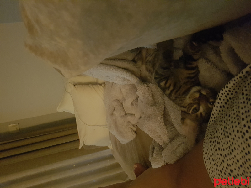 Tekir Kedi, Kedi  Murphy fotoğrafı