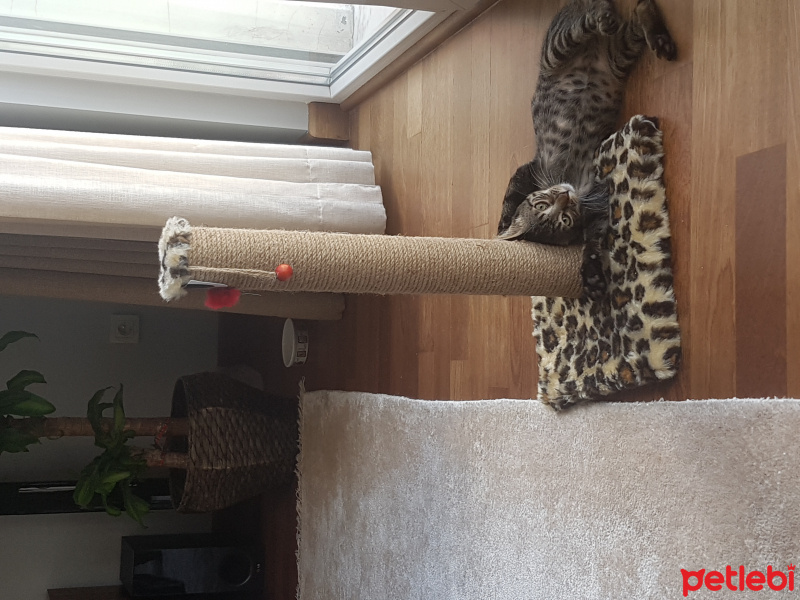 Tekir Kedi, Kedi  Murphy fotoğrafı