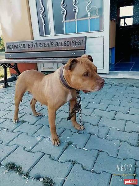 Amerikan Pitbull Terrier, Köpek  eva fotoğrafı