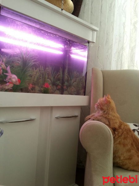Tekir Kedi, Kedi  Kavun fotoğrafı