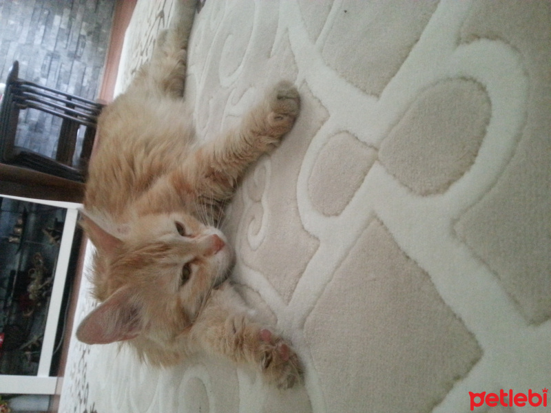 Tekir Kedi, Kedi  Kavun fotoğrafı