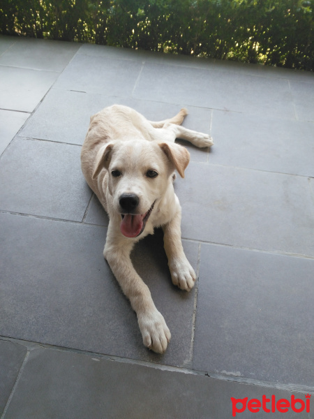Golden Retriever, Köpek  Odi fotoğrafı