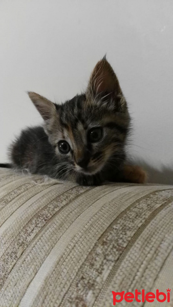 Tekir Kedi, Kedi  Mıscha fotoğrafı