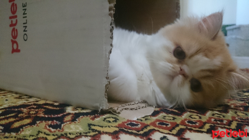 İran Kedisi (Persian), Kedi  ağa fotoğrafı