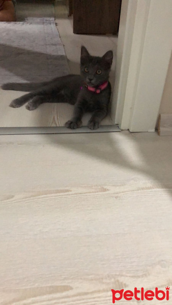 British Shorthair, Kedi  Mila fotoğrafı