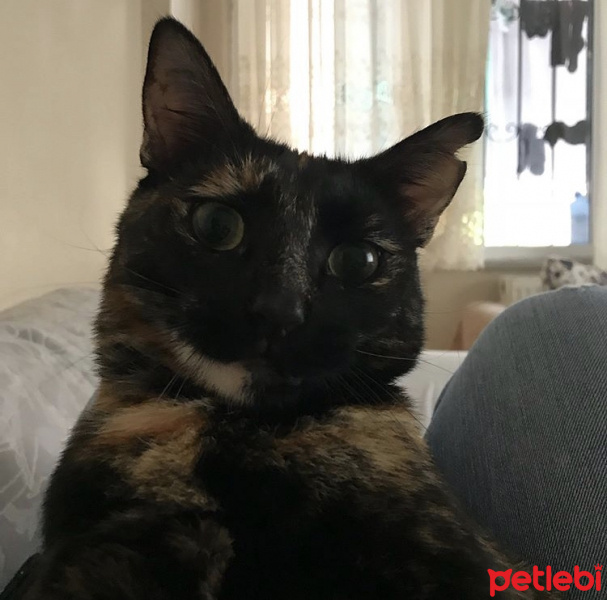 Tekir Kedi, Kedi  Gece fotoğrafı