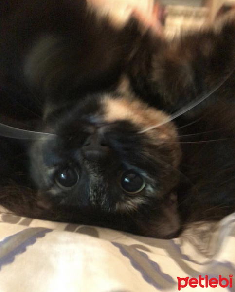 Tekir Kedi, Kedi  Gece fotoğrafı
