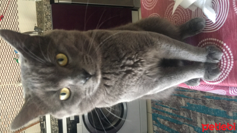 Mavi Rus, Kedi  Mia fotoğrafı