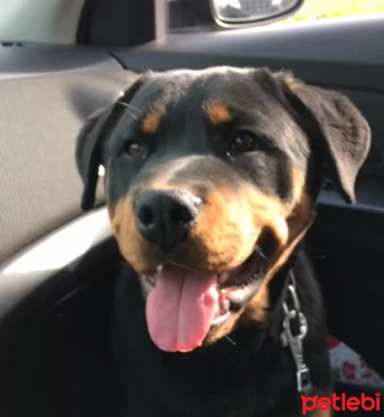 Rottweiler, Köpek  Pars fotoğrafı