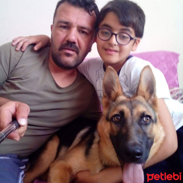 Alman Çoban Köpeği, Köpek  Karamel fotoğrafı