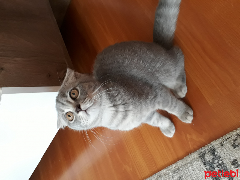 Scottish Fold, Kedi  Mola ve Pirayenin güzel yavruları fotoğrafı