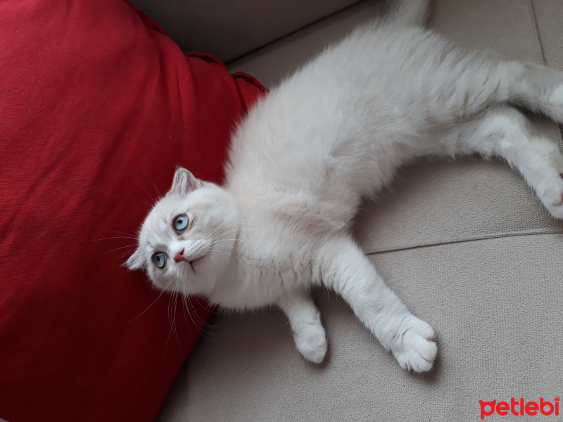 Scottish Fold, Kedi  Mola ve Pirayenin güzel yavruları fotoğrafı
