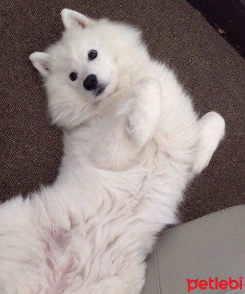 Samoyed, Köpek  Kristal fotoğrafı