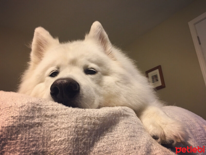 Samoyed, Köpek  Kristal fotoğrafı