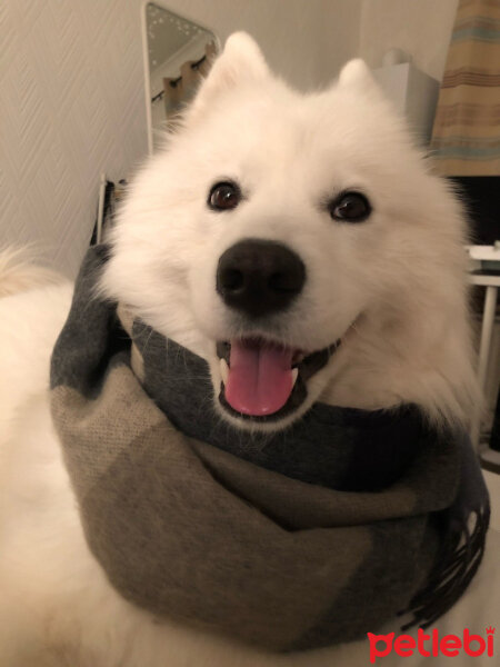 Samoyed, Köpek  Kristal fotoğrafı